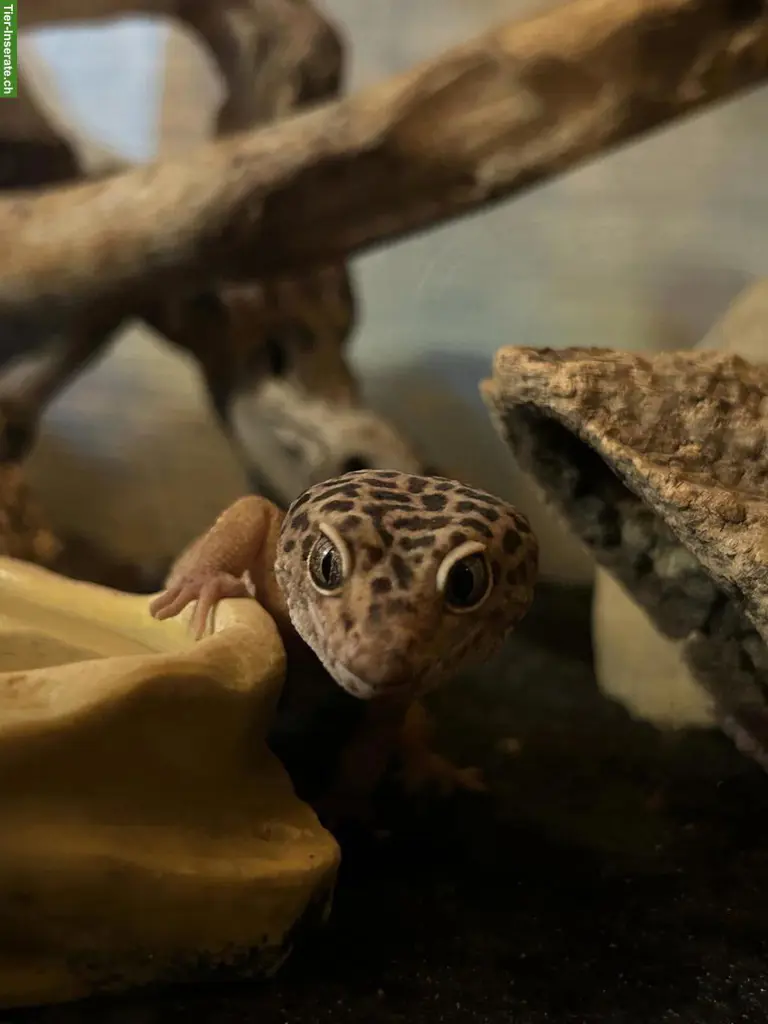 Leopardgecko Männchen, optional mit Terrarium & Zubehör