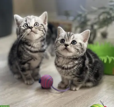 BKH Kitten, black silver tabby classic aus Bayern