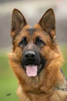 Deutscher Schäferhund, Hündin 7 Jahre