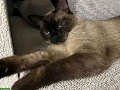 2 absolut verschmuste Kater, Siam und EKH