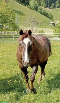 Quarter Horse Wallach, 25-jährig