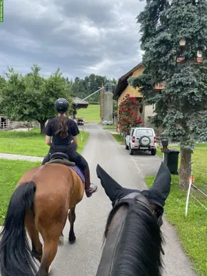 Suchen Reitbeteiligung für 2 Wallache in Baar ZG