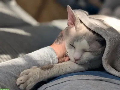 Wundervoller Devon Rex Deckkater