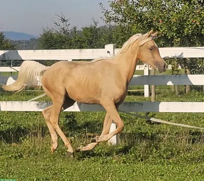 Palomino-Araber Wallach zu verkaufen