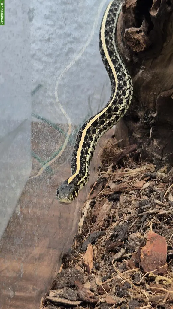 Thamnophis radix 1.0 NZ24, het. Nebraska albino