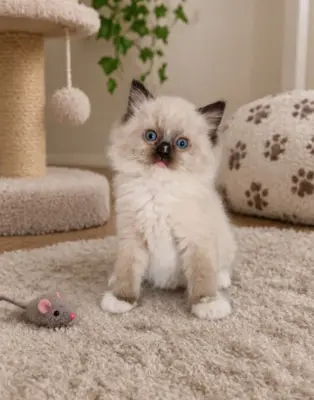 Wunderschöne Reinrassige Ragdoll Kitten .