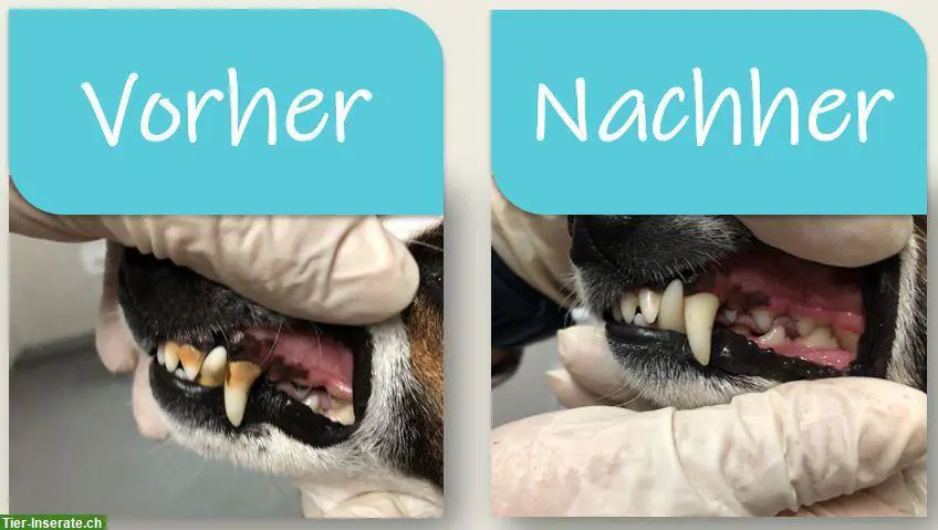 🐶 Zahnsteinentfernung für Hunde ohne Narkose