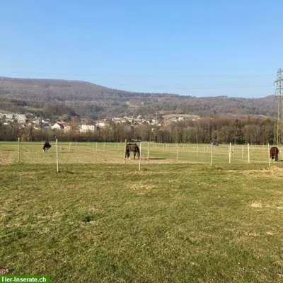 3 Gruppenstall + 2 freie Auslaufboxe in Aarau Rohr
