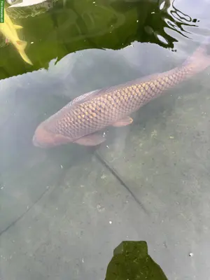 Japankarpfen Koi zu verkaufen