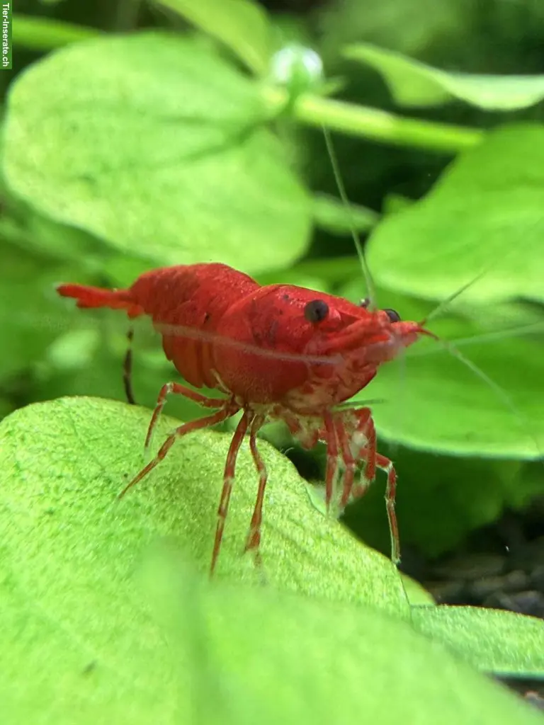 Red Cherry Garnele (Neocaridina davidi)