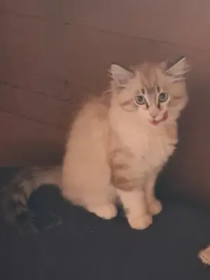 Katze Neva Masquarade mix lili