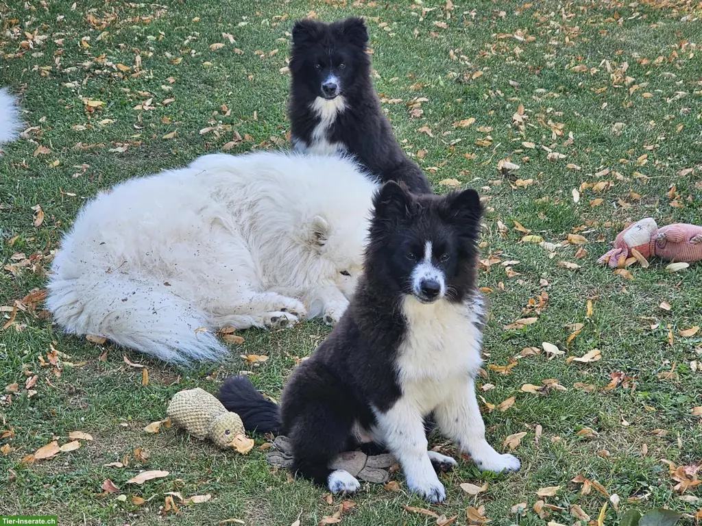 Samojede x Mini Aussie Welpen auszugsbereit
