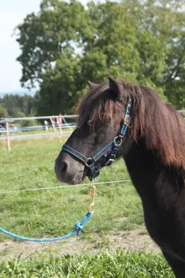 Hübsche 10 jährige Ponystute