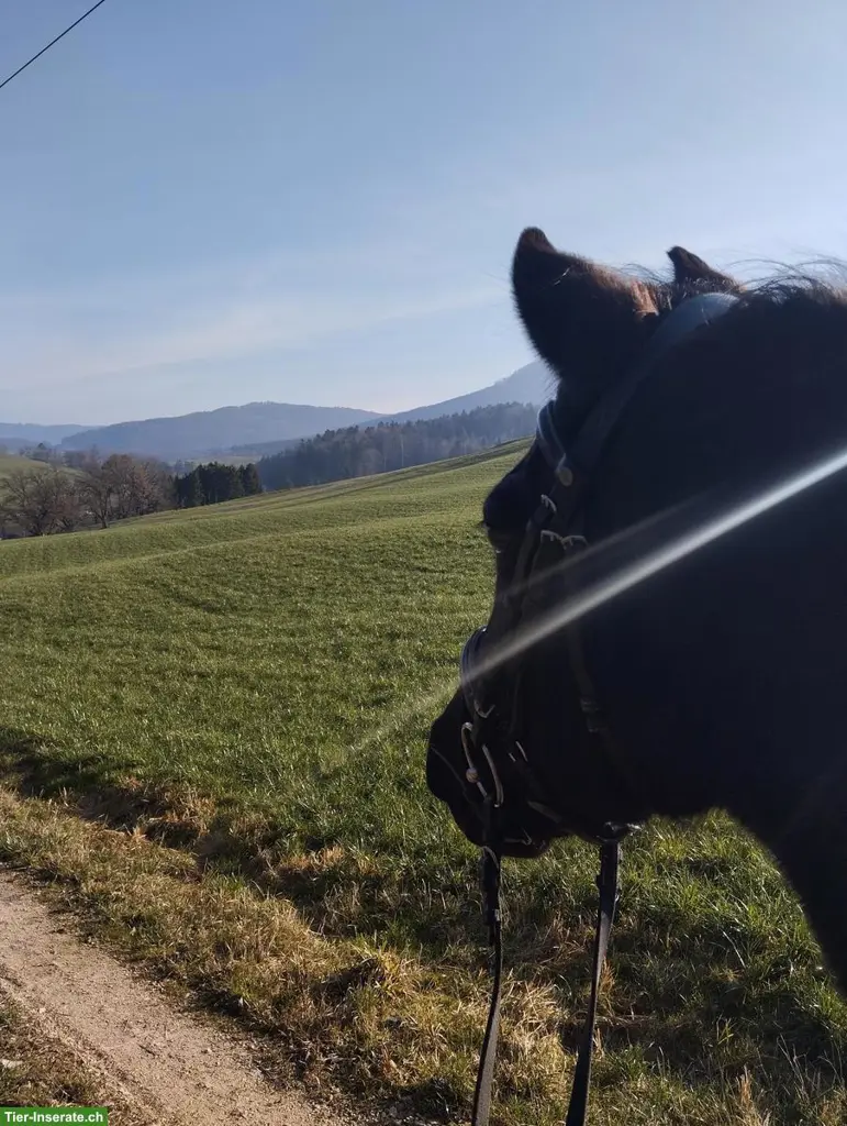 Spazier-/Pflege-/Reitbeteiligung zu vergeben, Kt. Schaffhausen