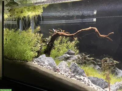 Aquascape Komplettset 112L