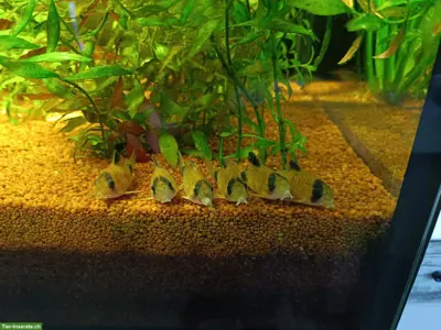 Panda Panzerwelse GESUCHT