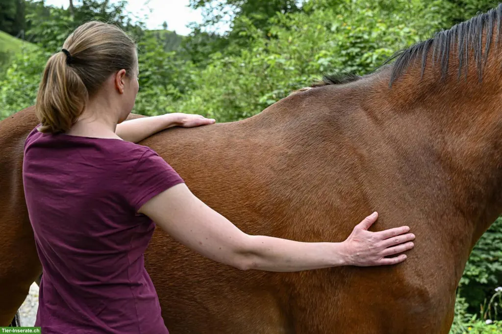 Reiki für Tiere und Tierkommunikation