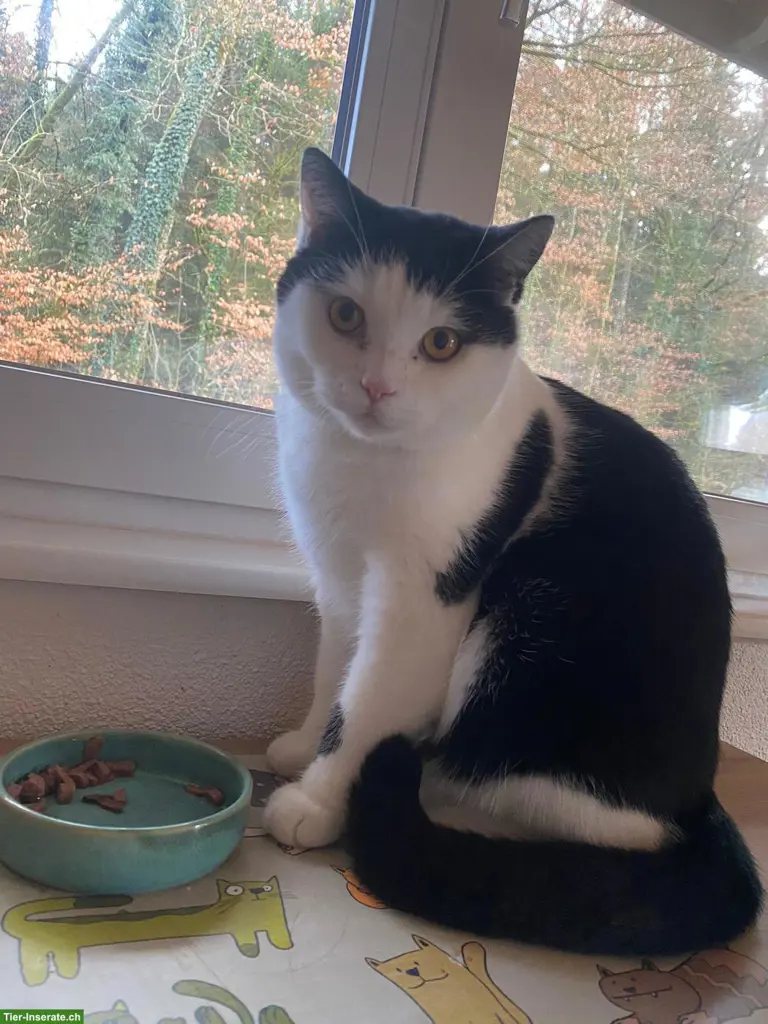 Kater Pablo, bald 2-jährig sucht ein neues Zuhause