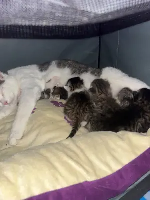 4 Katzen kitten suchen ab 12 Wochen ein neues zuhause