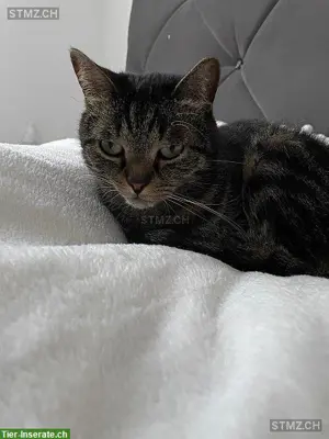 Katze Kali vermisst im Raum Schaffhausen