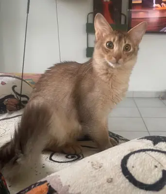 Somali Kitten mit Stammbaum