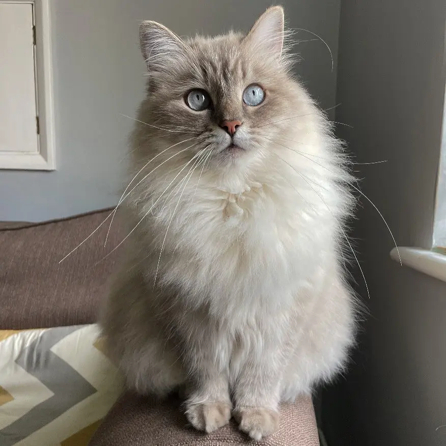Ragdoll-Kätzchen zur Adoption