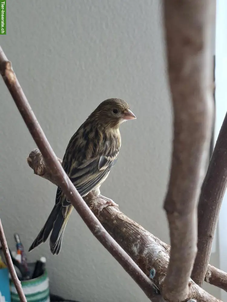 Junger Kanarienvogel abzugeben
