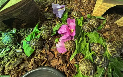 Junge weibliche Schildkröten abzugeben