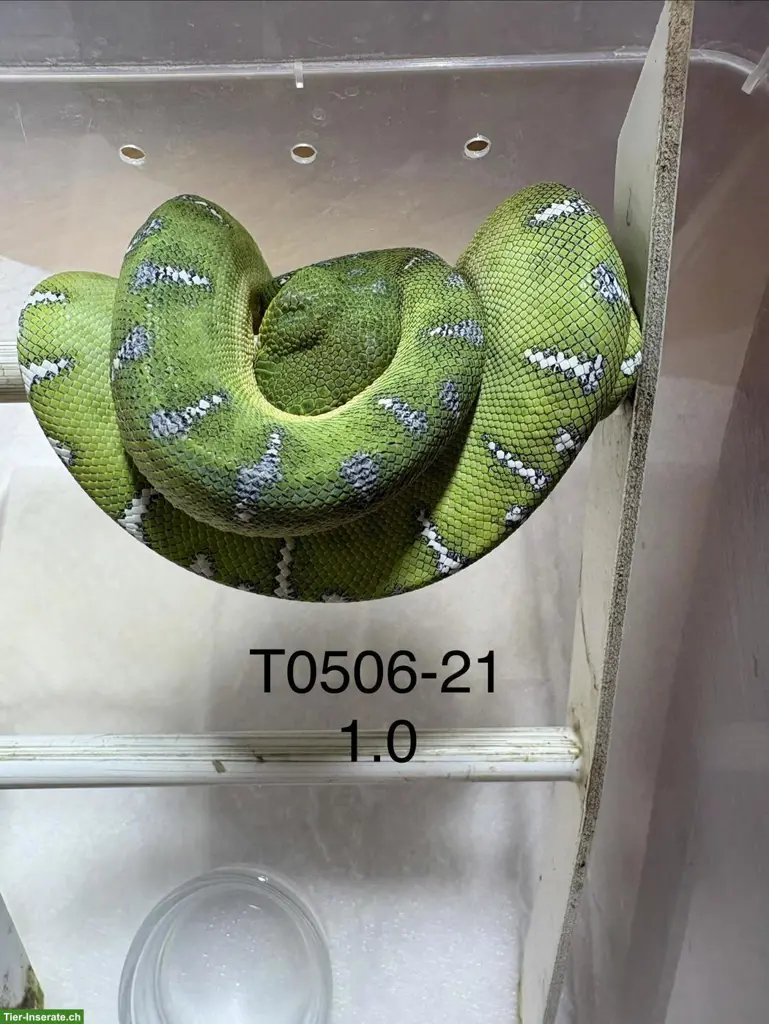 Hundskopfboa / Corallus caninus ENZ
