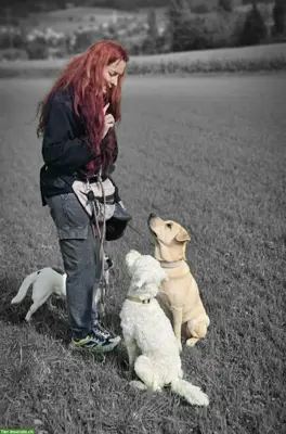 Liebevolle Hundebetreuung für Senioren mit 24-Stunden Service