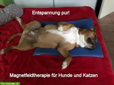 Jetzt 70% günstiger! Magnetfeldkissen für Hunde