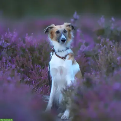 Herbst Fotoshooting "DOGS IN MOTION"