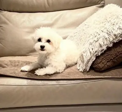 Maltipoo Welpen erwartet