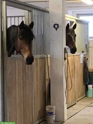 Pferdepension Bettlach: Auslaufboxe frei mit Reitplatz