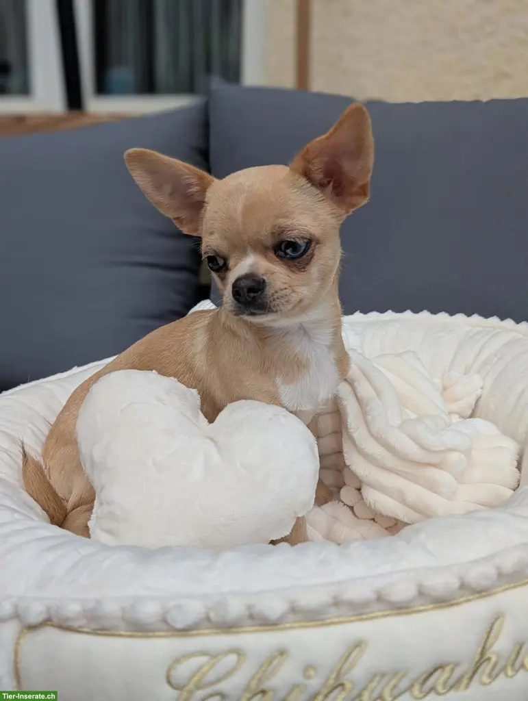 Chihuahua Welpen in Kurzhaar mit Ahnentafel