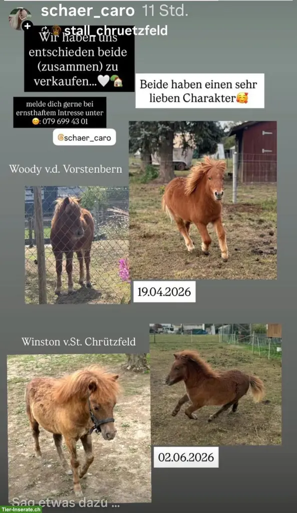Shetlandpony Hengstfohlen suchen ein Zuhause