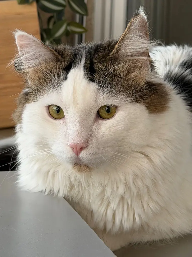 Maine Coon Mix Deckkater Leo