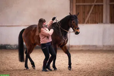 Mobiler Reitunterricht nach akademischer Reitkunst