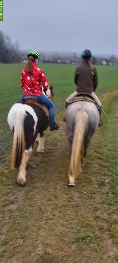 Reitstunden, Reittherapie, Pädagogisches Reitangebot