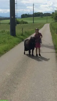Pflegebeteiligung in Winikon für Mini Shetty Stute