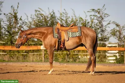 American Quarter Horse - GQH LASTAWESOMEREBEL