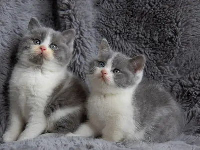 Reinrassige britisch BKH Kitten mit Stammbaum
