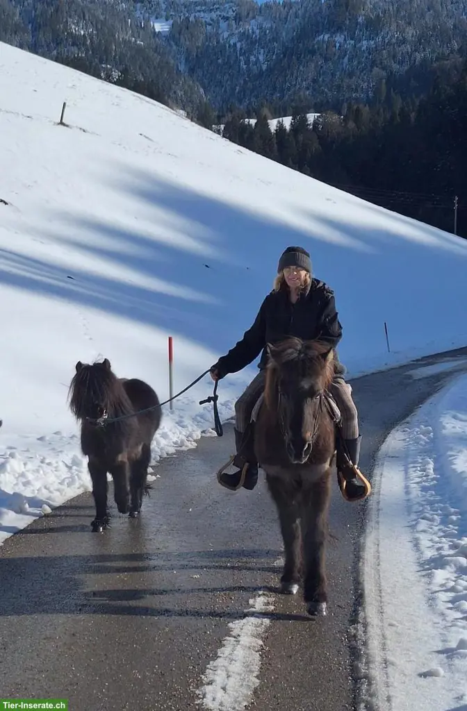 Reitbeteiligung für Shetty in Escholzmatt LU