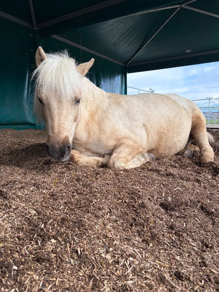 Pflege-/Reitbeteiligung für Luna gesucht
