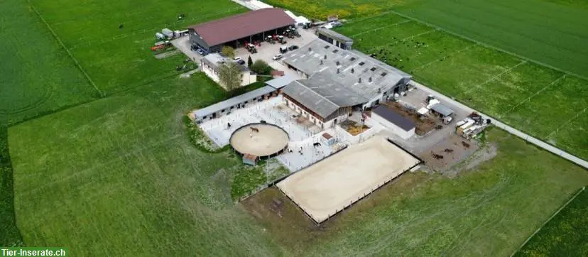 Pferdeboxen zu vermieten in Benken SG