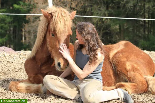 Nähe Muri AG: Reitbeteiligungen zu vergeben