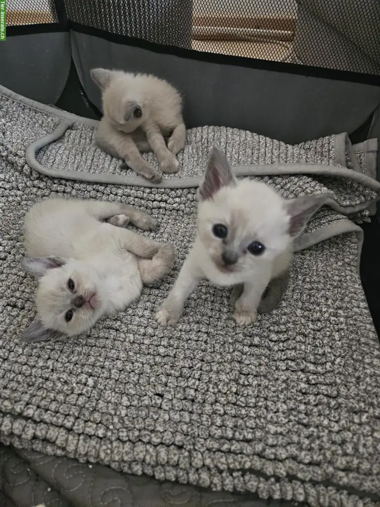 Devon Rex / Cornisch Rex Kitten zu verkaufen