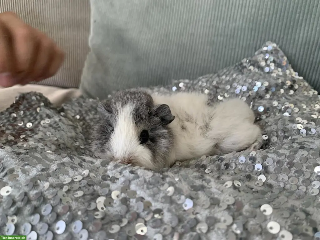 Junge süsse Meerschweinchen, verschiedene Rassen