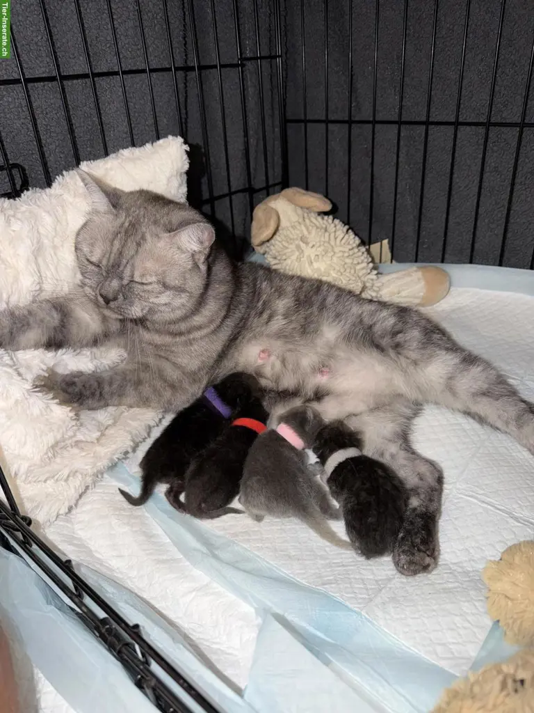 4 süsse Britisch Kurzhaar Kitten suchen ihr Zuhause