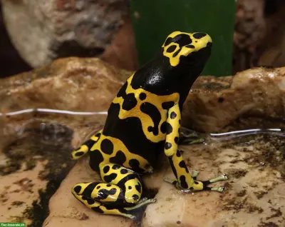 Suche Dendrobates leucomelas